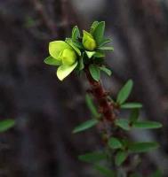 Euphorbia_lactiflua_GM_1412.4.jpg